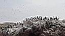 ballestas 1